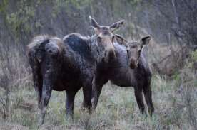 Alberta government’s special hunting licences yield $356K at Utah auction 