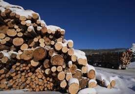 Trump could target Canadian lumber with spring tariffs