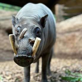 ‘Human error’ possibly played role in death of babirusa at Toronto Zoo