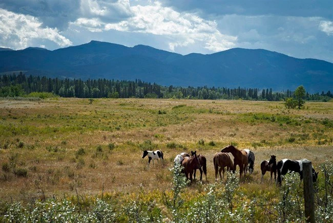 Study warns Alberta has failed to consider damage to foothills from coal mining
