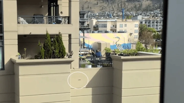 Goslings forced off Kelowna balcony by group of men sparks outrage