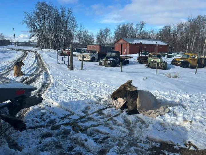 Stuck moose freed from ice by tow truck driver in eastern Saskatchewan