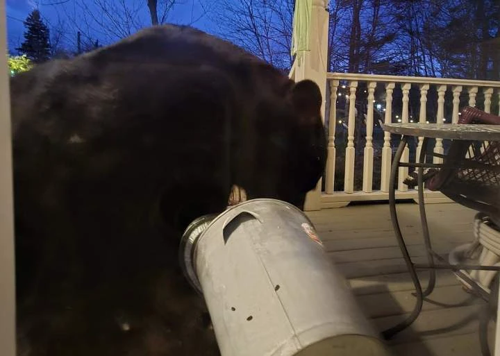 ‘Limpy’ the bear to be removed from N.S. suburb but some want him to stay
