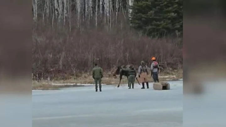 Moose rescued after falling through ice in Manitoba’s Nopiming Provincial Park