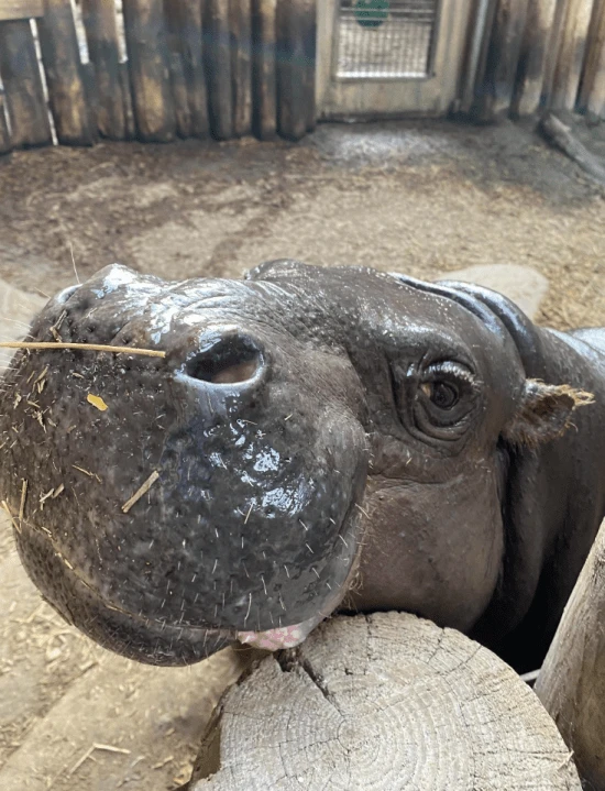 Toronto Zoo’s Pygmy hippo expecting second baby