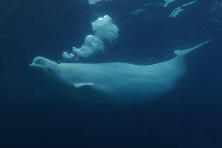 New study shows beluga whales display fascinating behaviour in front of mirror