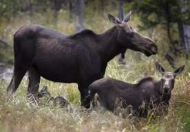 Moose hunting YouTube video ends with major fines for 2 Sask. men