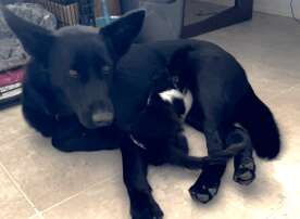 Manitoba rescue dog lactates to feed orphaned feral kitten