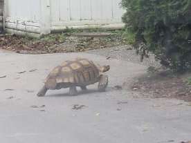 Excavator, the 14-year-old missing Richmond tortoise, found safe