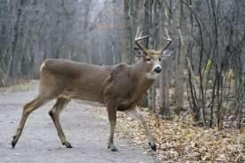 Longueuil begins controversial deer cull to reduce population in local park