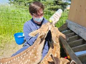 Orphaned young deer returned to the wild in Alberta