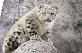 Torontonians get first chance to meet snow leopard cubs Zoya and Minu this weekend