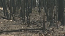 Manitoba residents, cottagers assess wildfire damage in Lac du Bonnet
