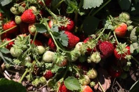 ‘A very anxious time’: What a chilly May means for Ontario’s berry season