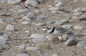 Environmental lawyers tell courtroom Ottawa’s protections for piping plovers flawed