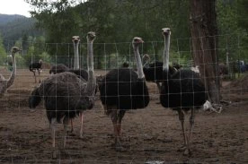 Robert F. Kennedy Jr. asks CFIA to reconsider ostrich cull at B.C. farm