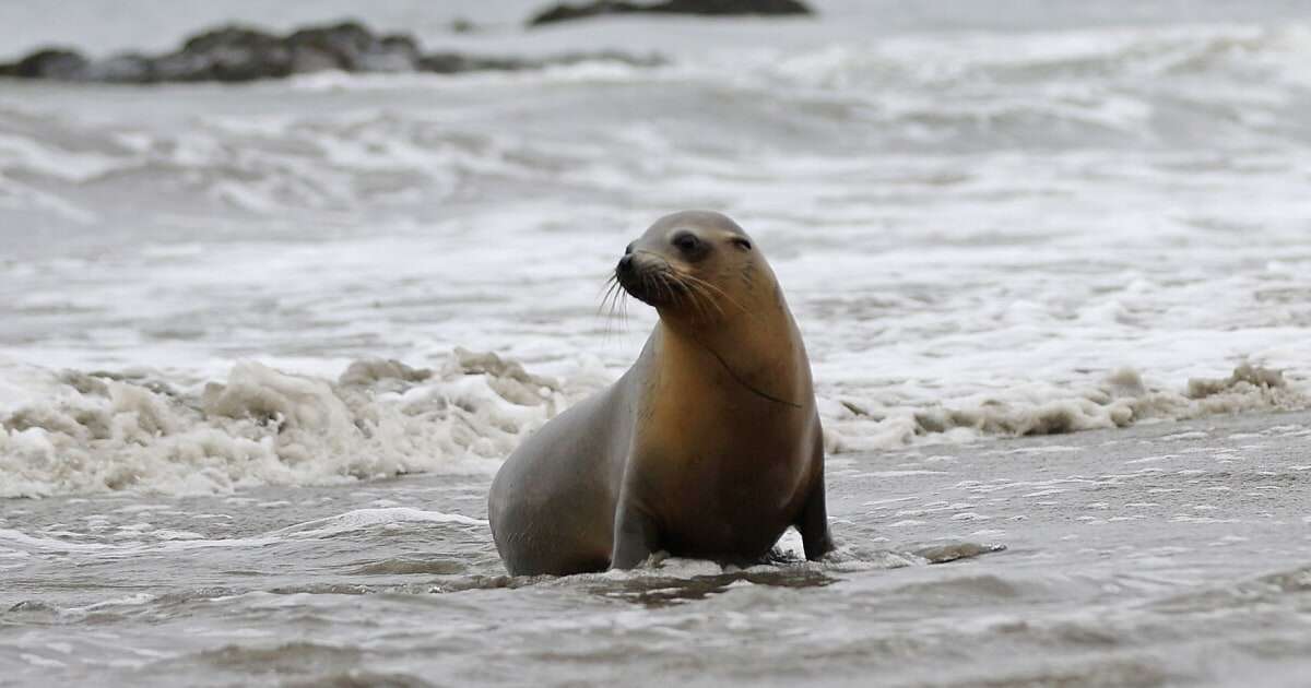 Malibu beachgoers warned to avoid sick sea lions after more than a dozen reported in distress