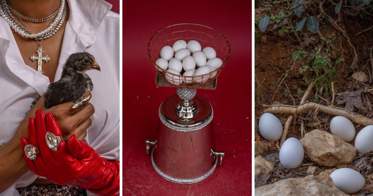 Neighbors flock to backyard chicken coops for fresher and cheaper eggs