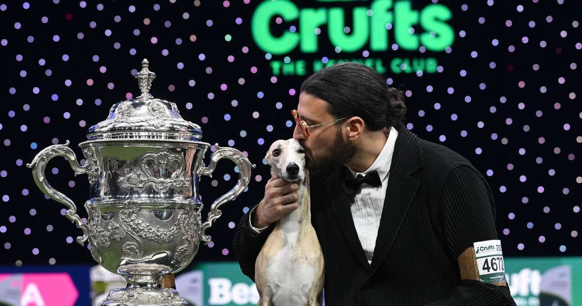 Miuccia the Italian whippet named Best in Show at Crufts 