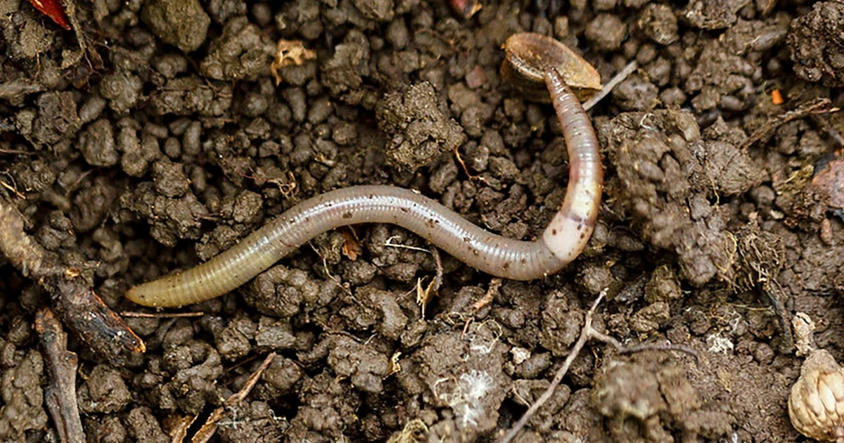 A destructive 'jumping worm' is invading Colorado and Western states, officials warn 