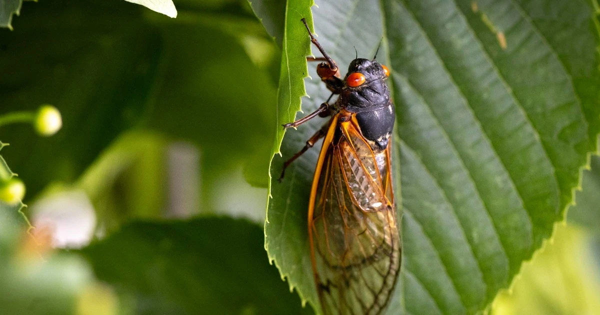 'Bourbon brood' cicadas start emerging in Kentucky after 17-year slumber