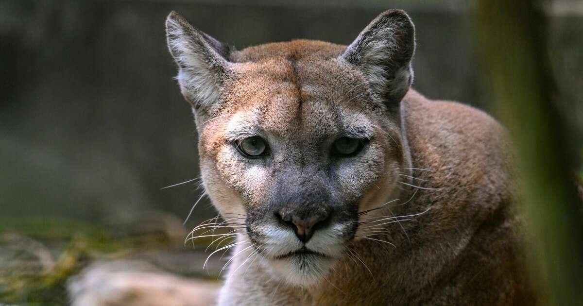 Mountain lion attacks 4-year-old boy at California state park