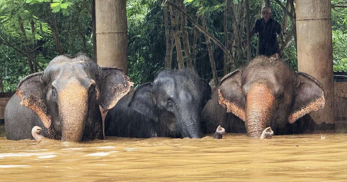 Severe flooding forces elephants to evacuate to safety