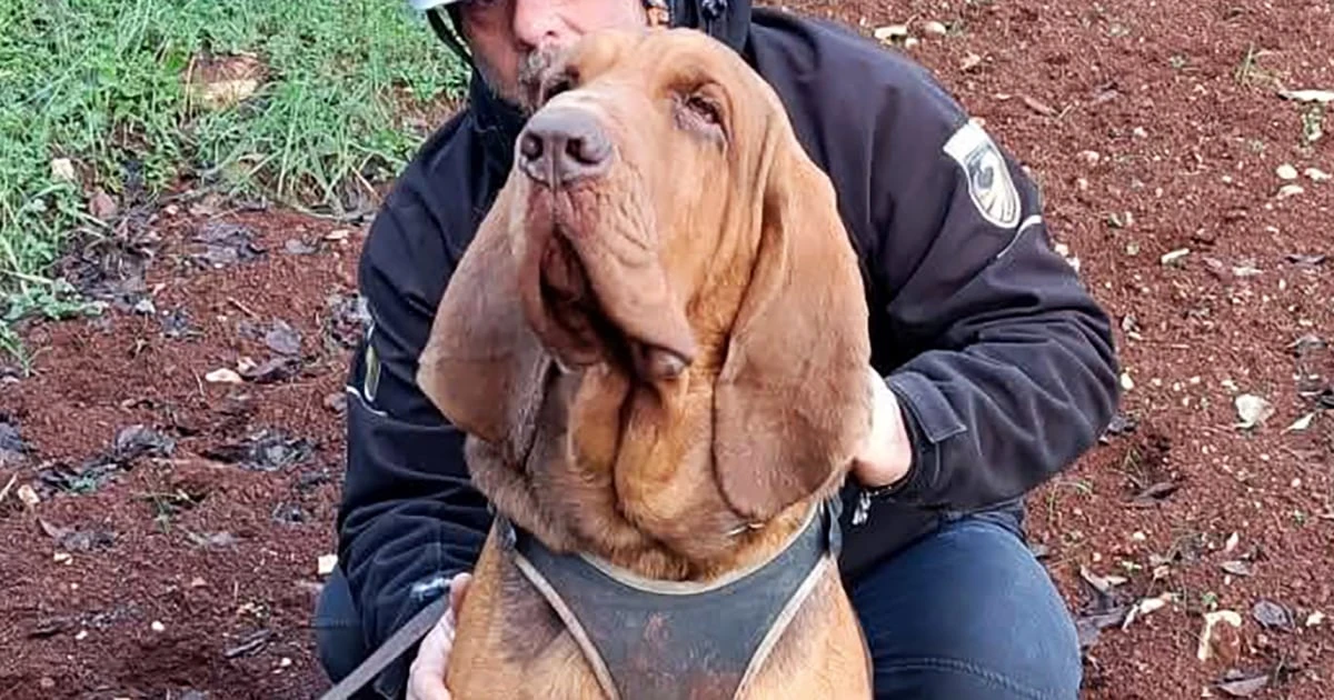 Italy outraged at killing of heroic police bloodhound, found dead after eating food laced with nails