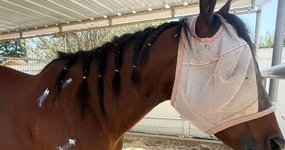 Teen rider accused of stabbing 3 horses at Las Vegas race was ‘stalker,’ injured horse’s owner says