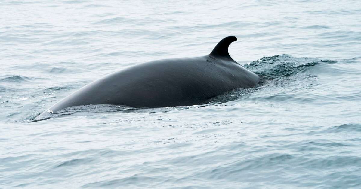 Researchers capture baleen whales for the first time to study their hearing