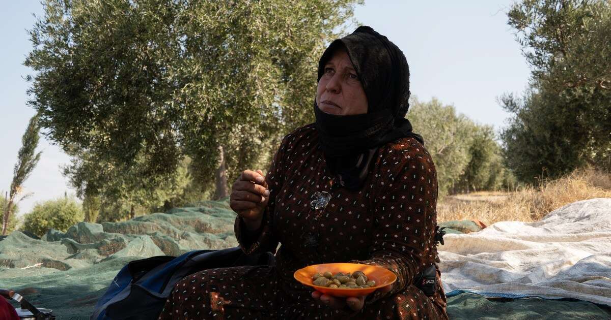 Bombs go off all around, but in Lebanon’s ancient olive groves, work must go on