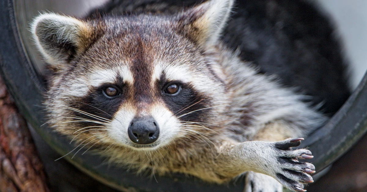 CDC pauses testing for rabies and other serious infectious diseases