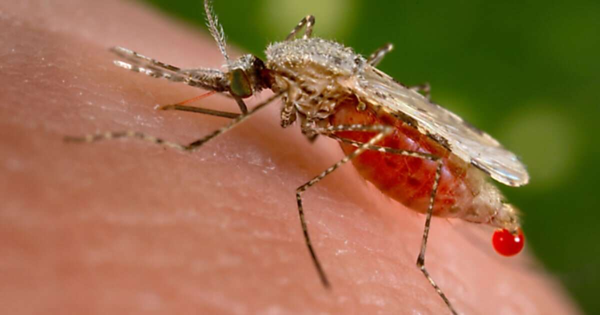 Mystery illness in Congo could be severe malaria, health officials say