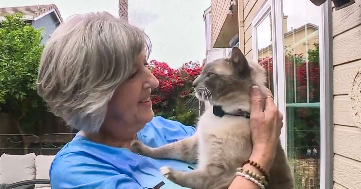 Cat lost in Yellowstone travels almost 900 miles to reunite with owners 2 months later