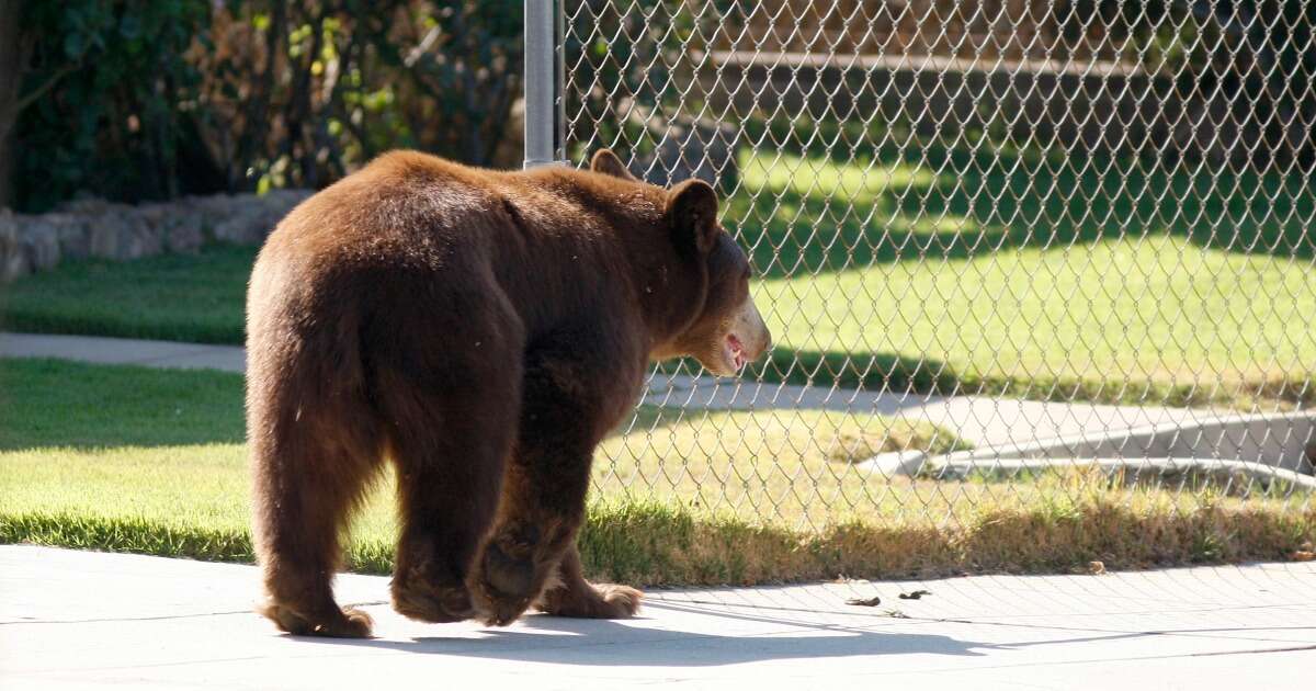 Bear makes himself at home under couple's Sierra Madre house