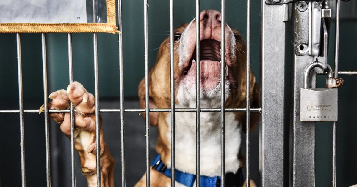 Animal shelters are crowded as high costs squeeze pet owners