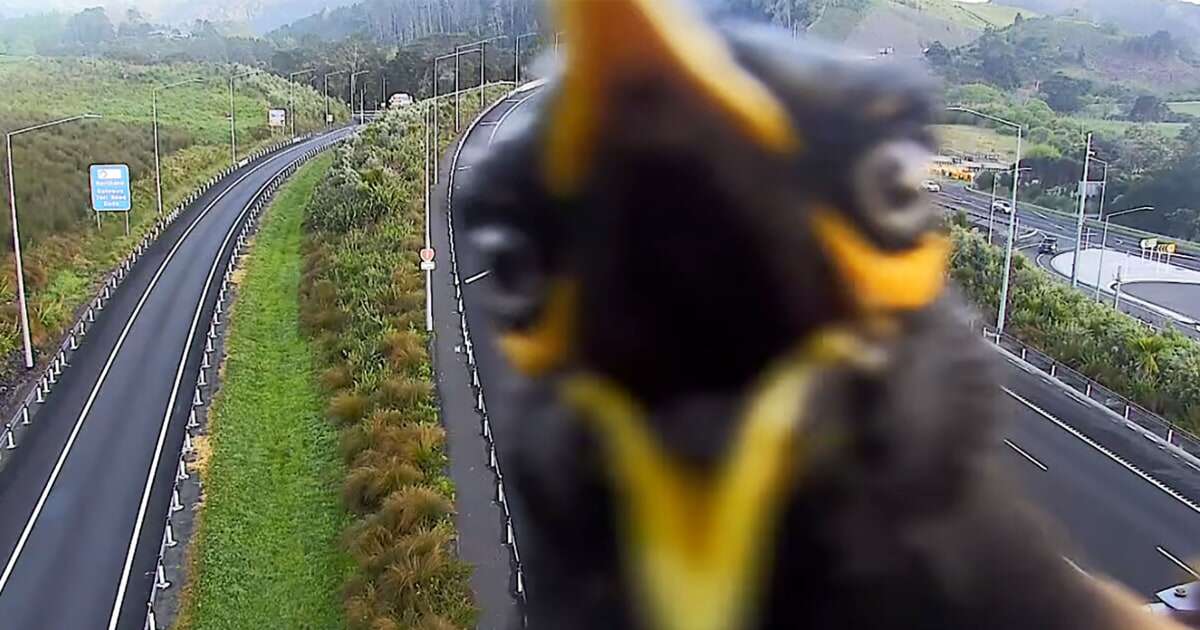 Angry mynah bird photobombs highway traffic camera