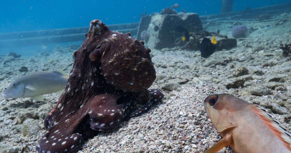 Octopuses seen hunting together with fish in rare video — and punching fish that don't cooperate