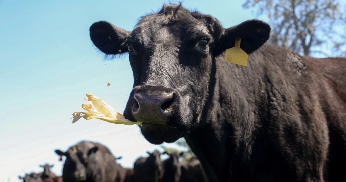 High beef prices will likely linger, even after cookout season ends