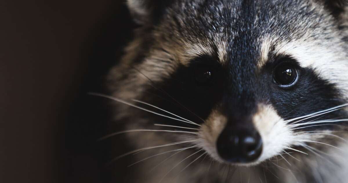 Raccoon busts through ceiling tile at Spirit Airlines counter in LaGuardia Airport