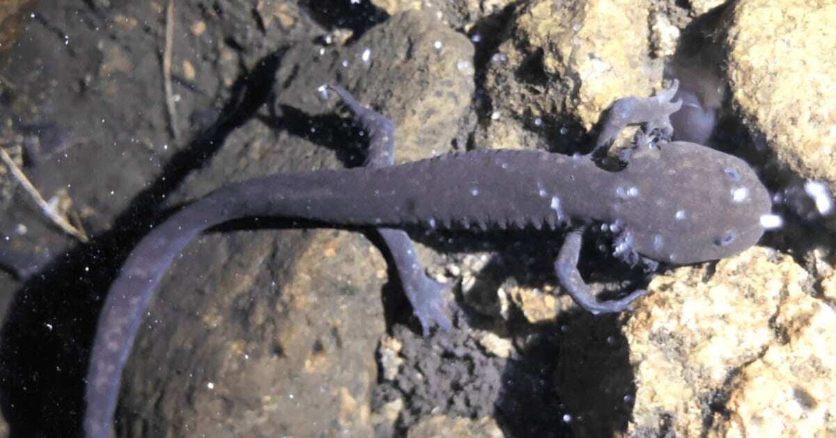 These Mexicans are trying to save the volcano axolotl, a beloved and endangered amphibian