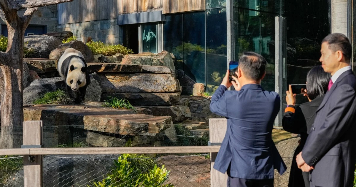 China promises pair of pandas to Australia as relations warm