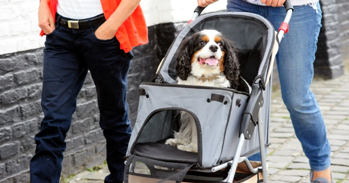 Are dog strollers worth it? Experts weigh in