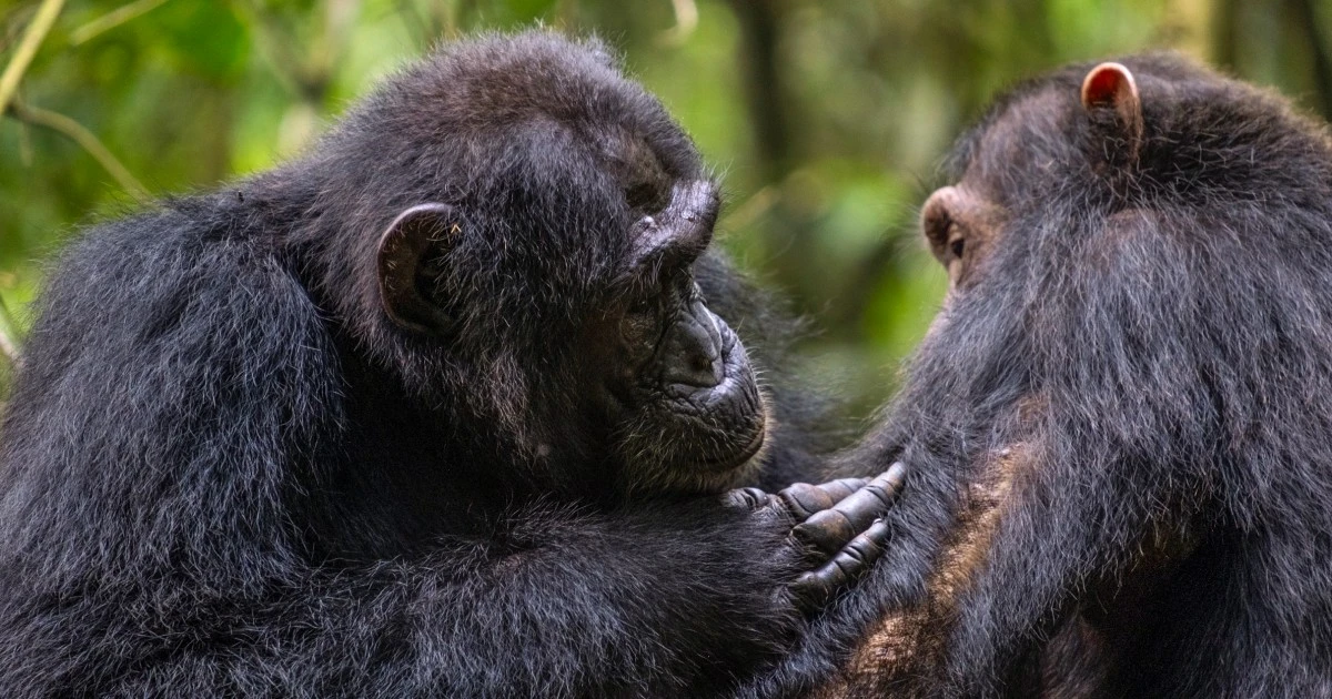 Chimps use medicinal plants to treat their wounds