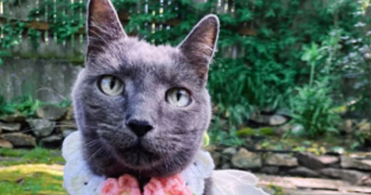 Elderly Seattle cat suffers 'terror' from Blue Angels, feline's owner says in lawsuit 