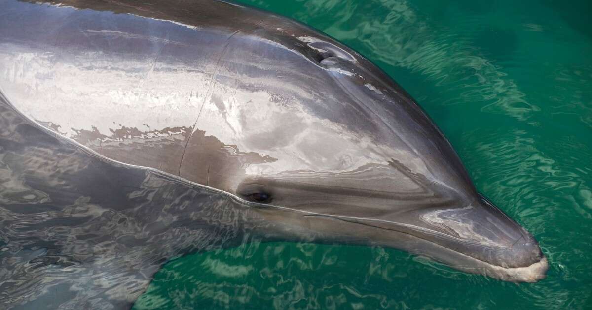 Lonely dolphin may be behind series of attacks on swimmers