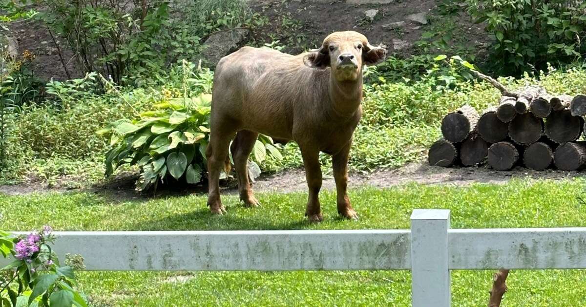 An 'aggressive' water buffalo is on the loose and prowling the streets of Iowa 