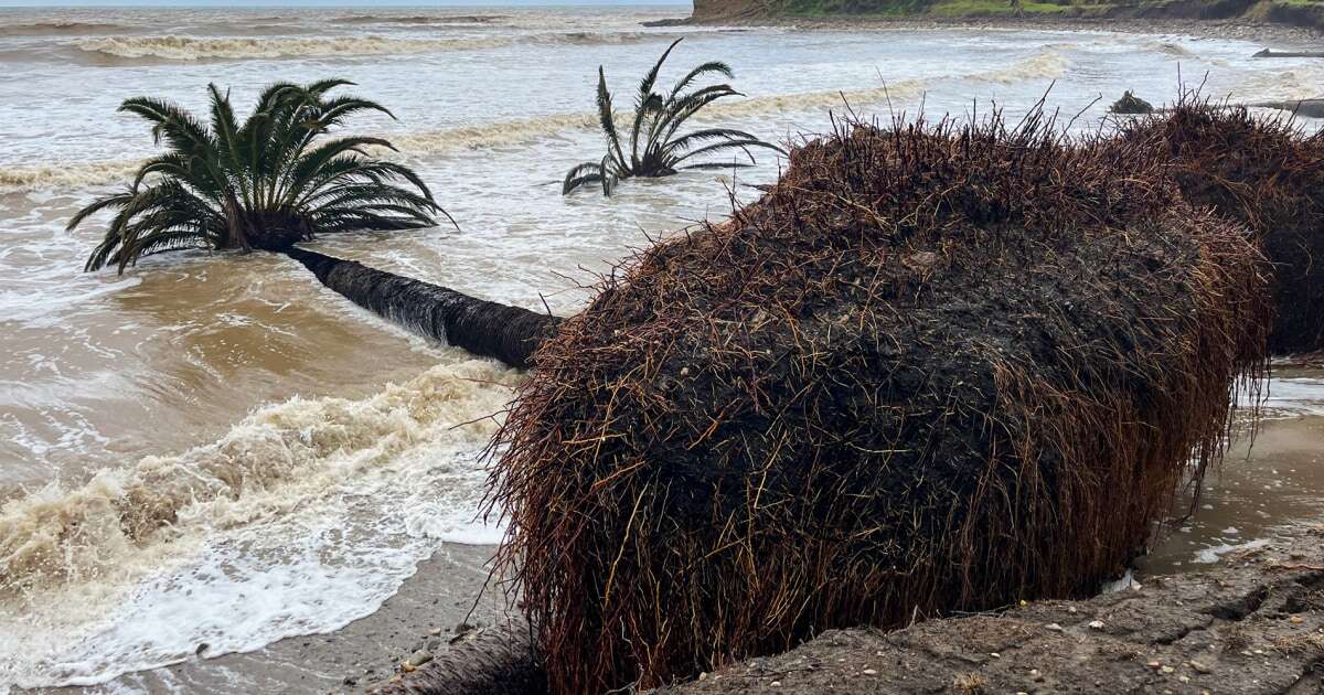 Historic California palm trees come crashing down into ocean amid powerful winter storms 