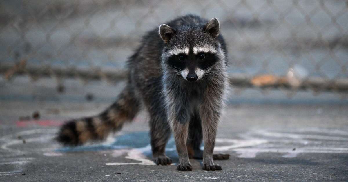 Raccoon attacks infant inside Idaho home