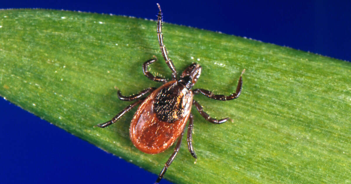 A meat allergy caused by ticks may be popping up in new parts of the U.S.